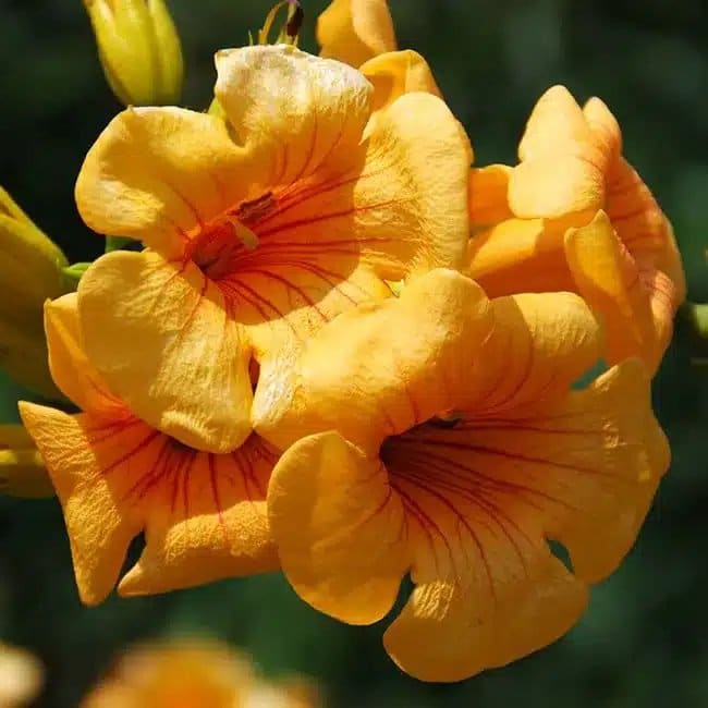 BIGNONE Summer Jazz® Gold - campsis tagliabuana - Photo 1