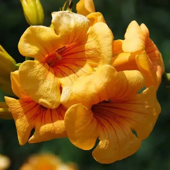 BIGNONE Summer Jazz® Gold - campsis tagliabuana