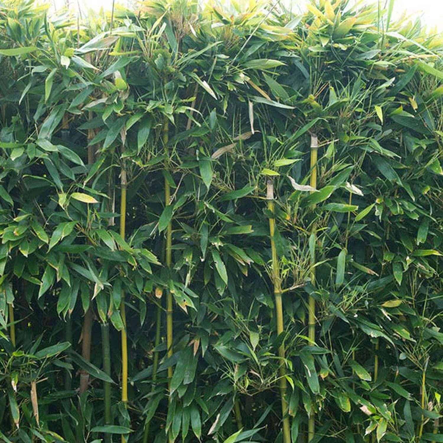 Phyllostachys bissetii / Bambou vert - Photo 2