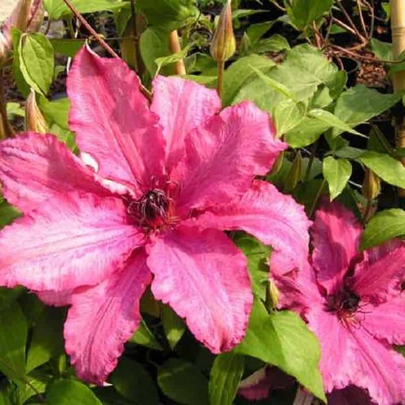 CLEMATIS 'Barbara' - Clématite 'Barbara' - Photo 2