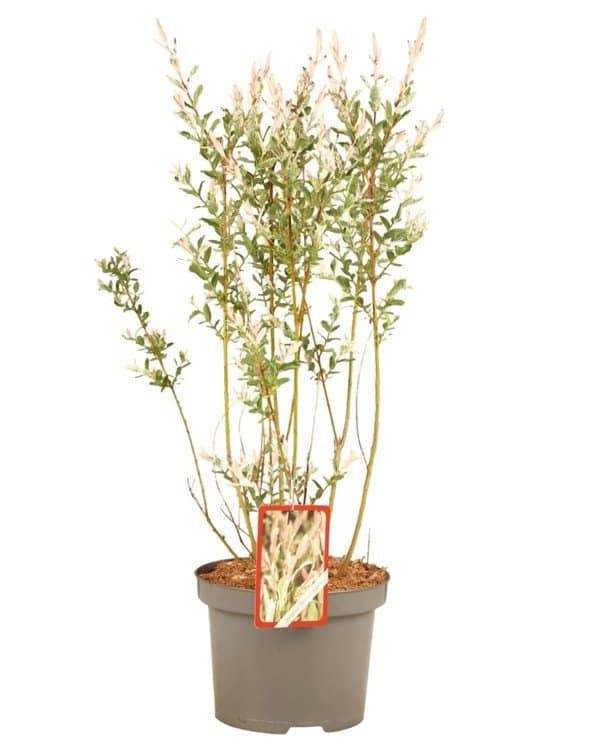 SALIX integra ‘Hakuro Nishiki’ / Saule crevette 'Hakuro Nishiki' - Photo 4