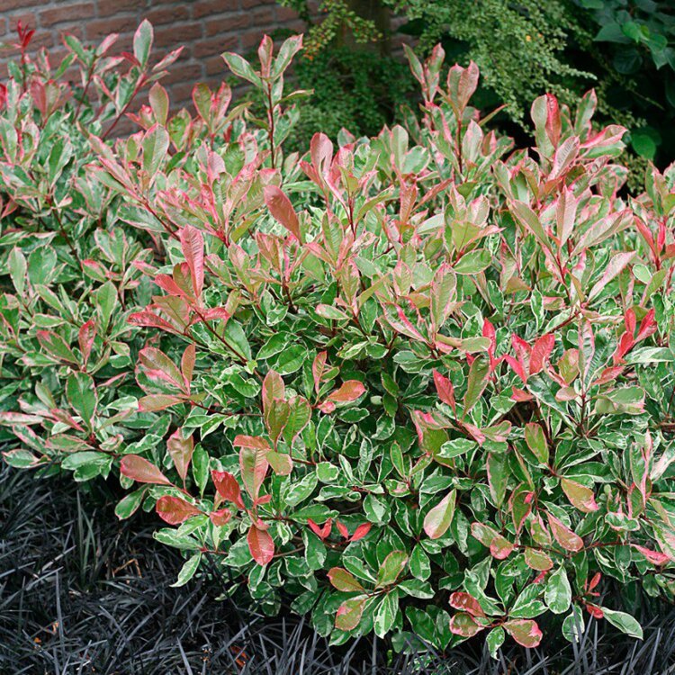 PHOTINIA x fraseri ‘Pink marble’ / Photinia marbré rose - Photo 2