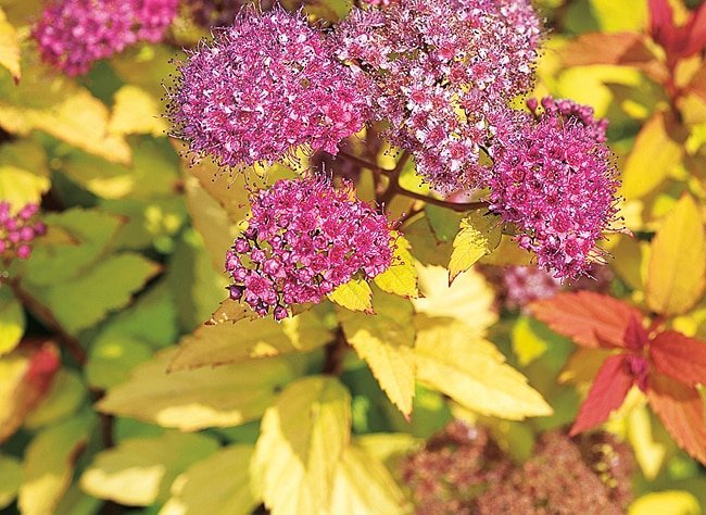 SPIRAEA japonica ‘Goldflame’ / Spirée japonaise 'Goldflame' - Photo 2