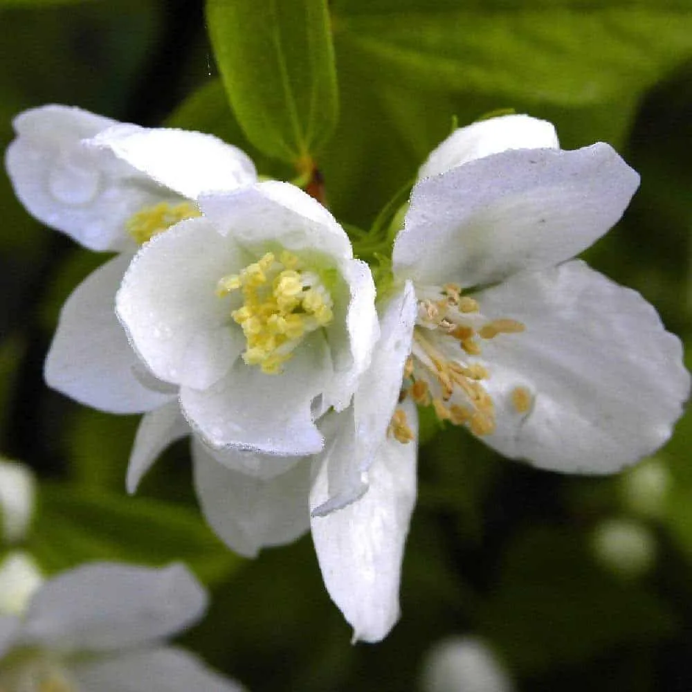 PHILADELPHUS ‘Bouquet Blanc’ / Seringat de Perse 'Bouquet Blanc'