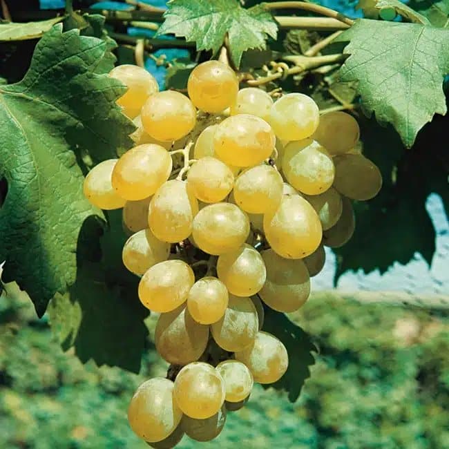 Vigne 'Dattier de Beyrouth' - vitis vinifera - Photo 1