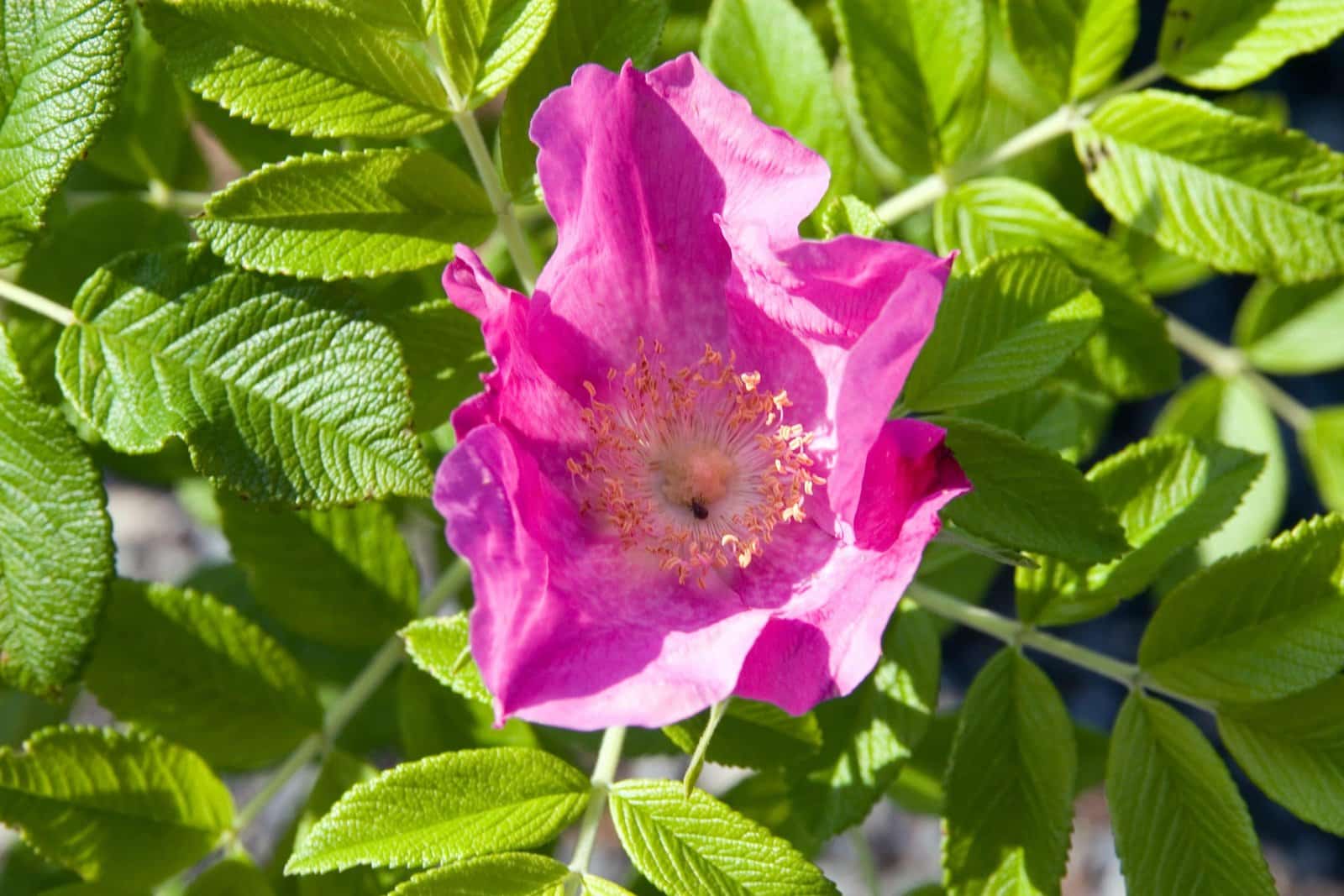 ROSA rugosa / Rosier rugueux - Photo 3