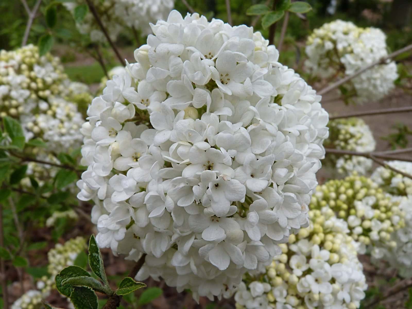 VIBURNUM 'Eskimo' / Viorne 'Eskimo' - Photo 1