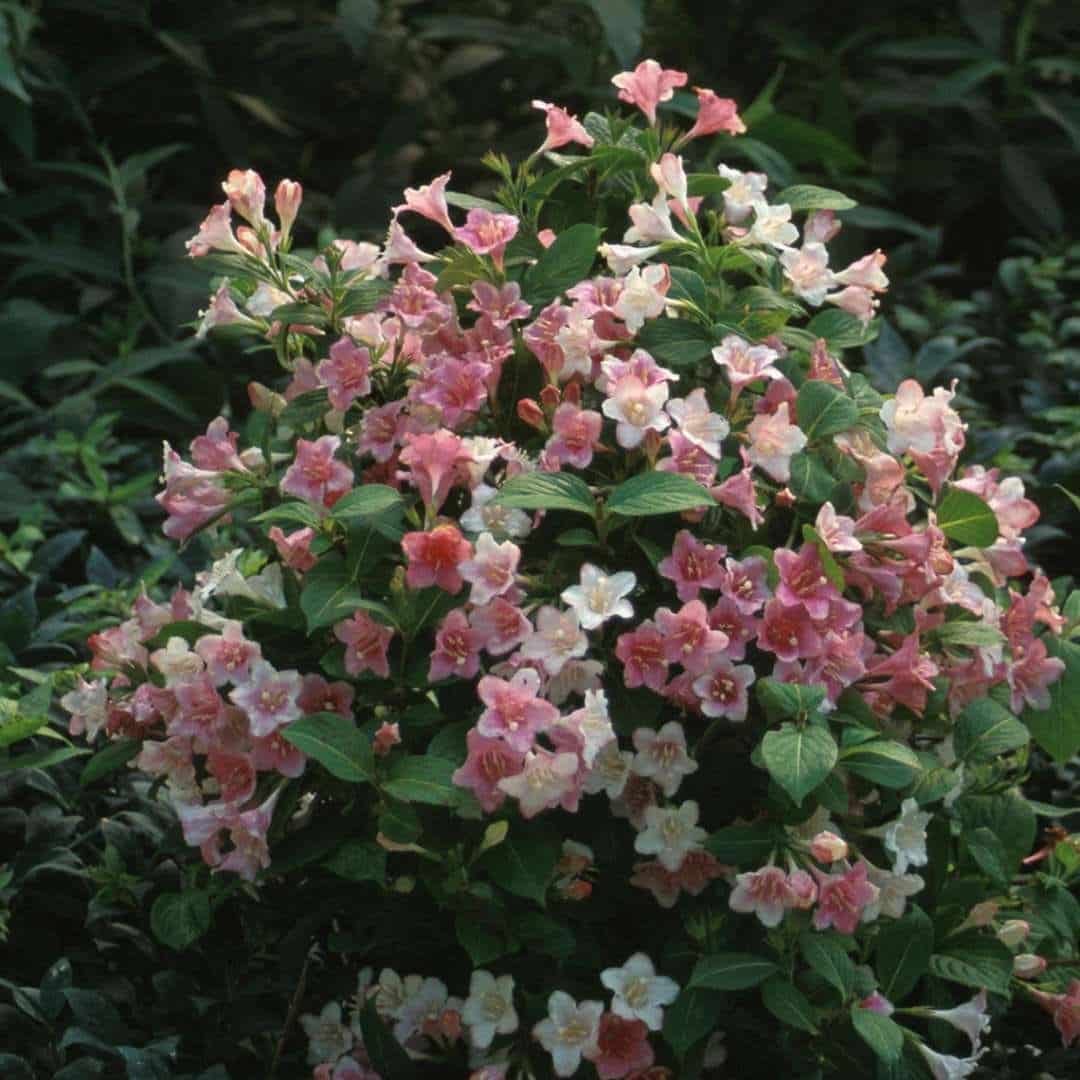 WEIGELA ‘Carnaval’ / Weigela 'Carnaval'® - Photo 1