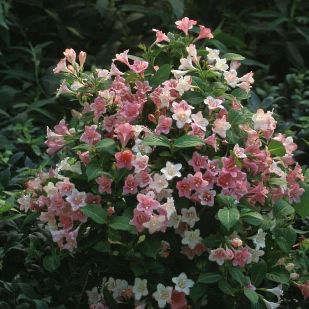 WEIGELA ‘Carnaval’ / Weigela 'Carnaval'®