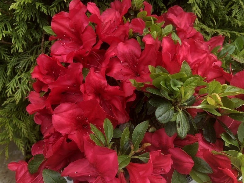 RHODODENDRON (AJ) 'MOTHER'S DAY' / Azalée japonaise 'Mother's Day' - Photo 1