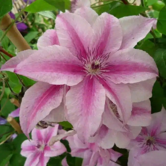 Clématite 'Pink Fantasy' - clematis - Photo 2