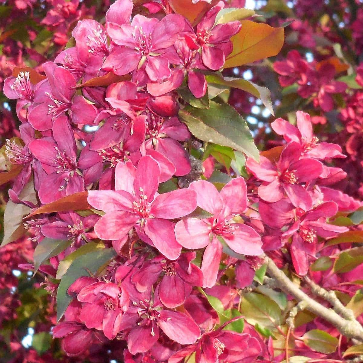 MALUS floribunda Coccinea® 'Courtarou' / Pommier Coccinea® 'courtarou' - Photo 2