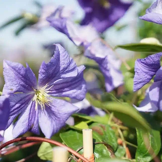 Clématite 'Perle d'Azur' - clematis viticella - Photo 3