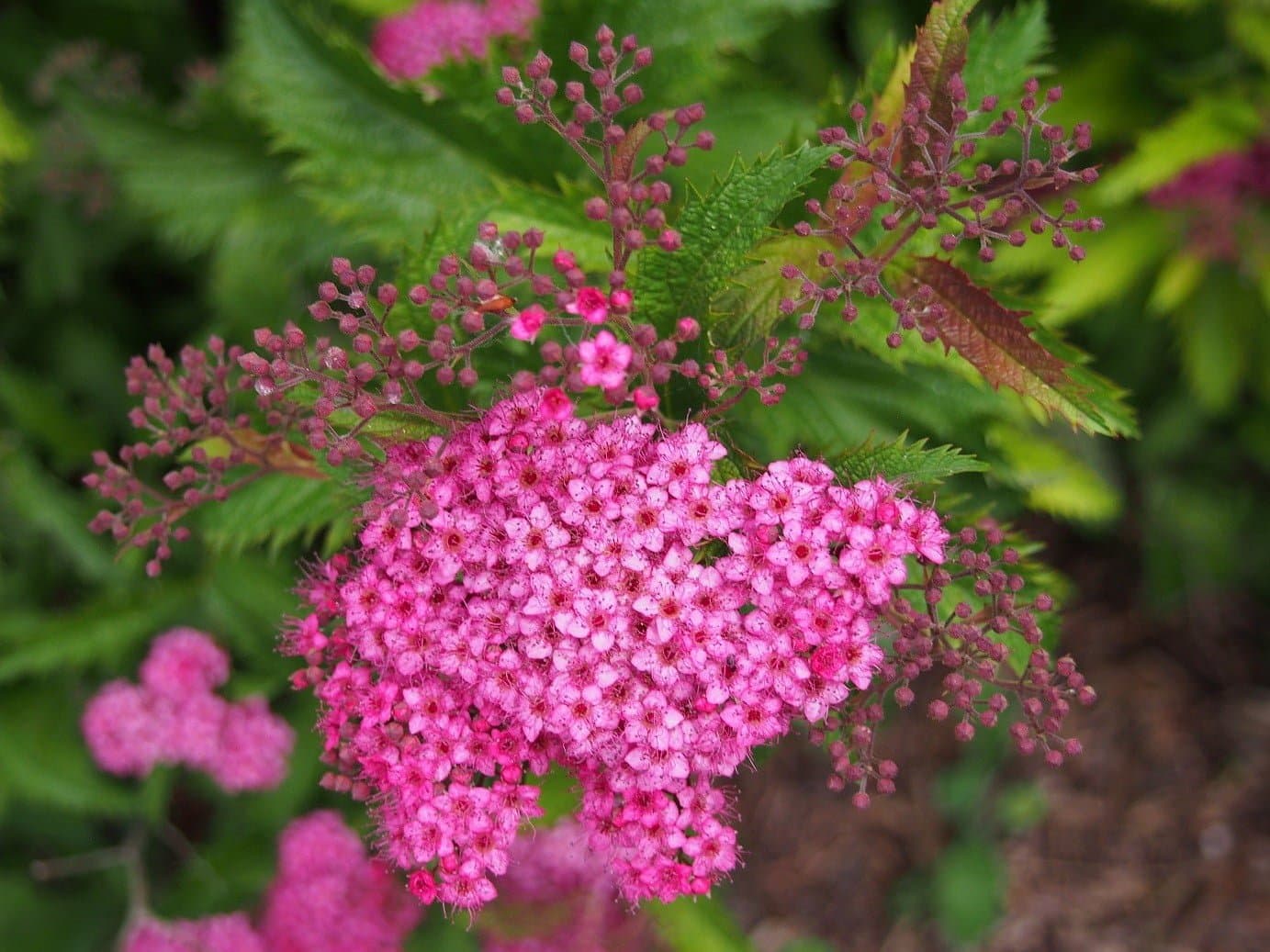 SPIRAEA japonica ‘Crispa’ / Spirée japonaise 'Crispa' - Photo 2