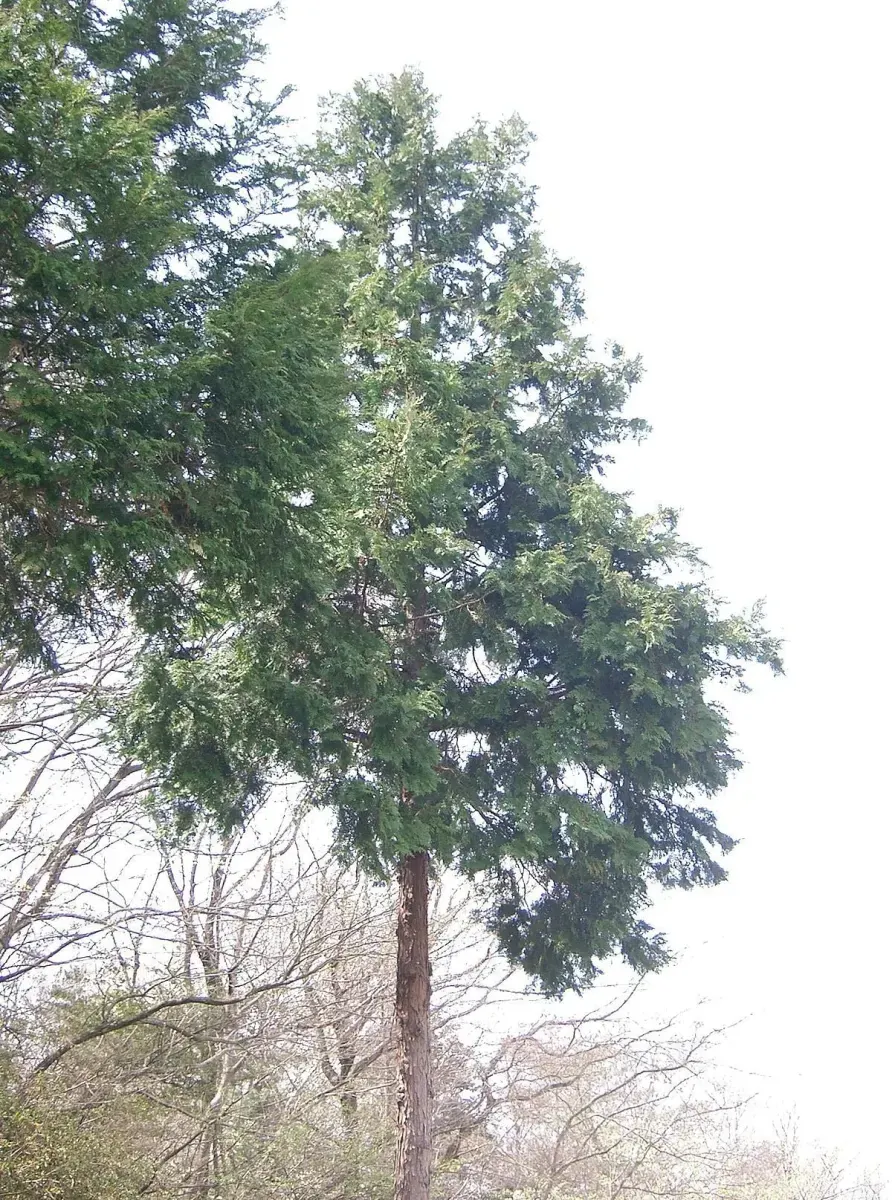CHAMAECYPARIS obtusa ‘Nana Gracilis’  / Cyprès hinoki du Japon - Photo 2