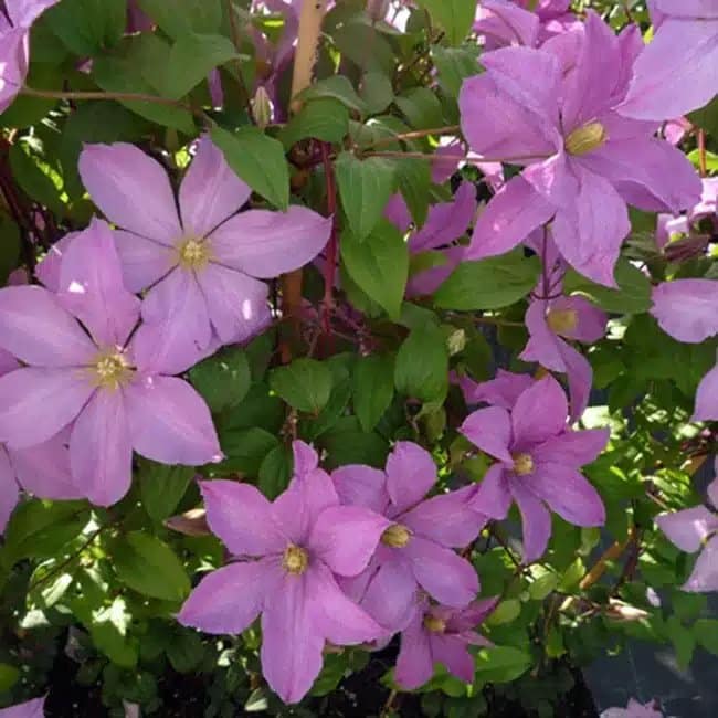 Clématite 'Madame Baron Veillard' - clematis - Photo 2