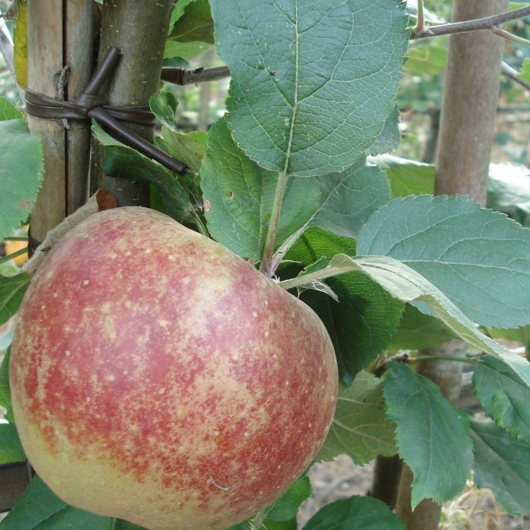 Malus domestica 'Belle de Boskoop' / Pommier Belle de Boskoop - Photo 2