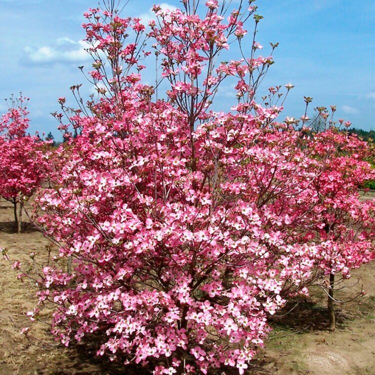 CORNUS florida Rubra  - Photo 1