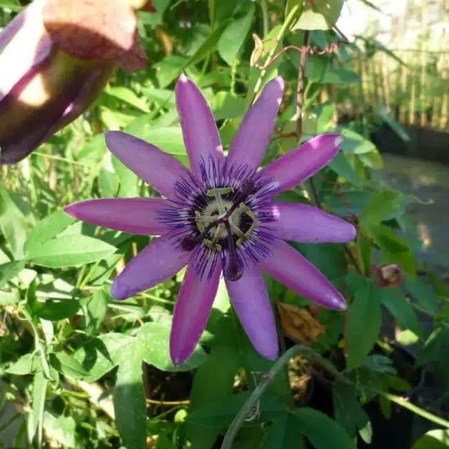 Passiflore "Lavender Lady" - Passiflora - Photo 1