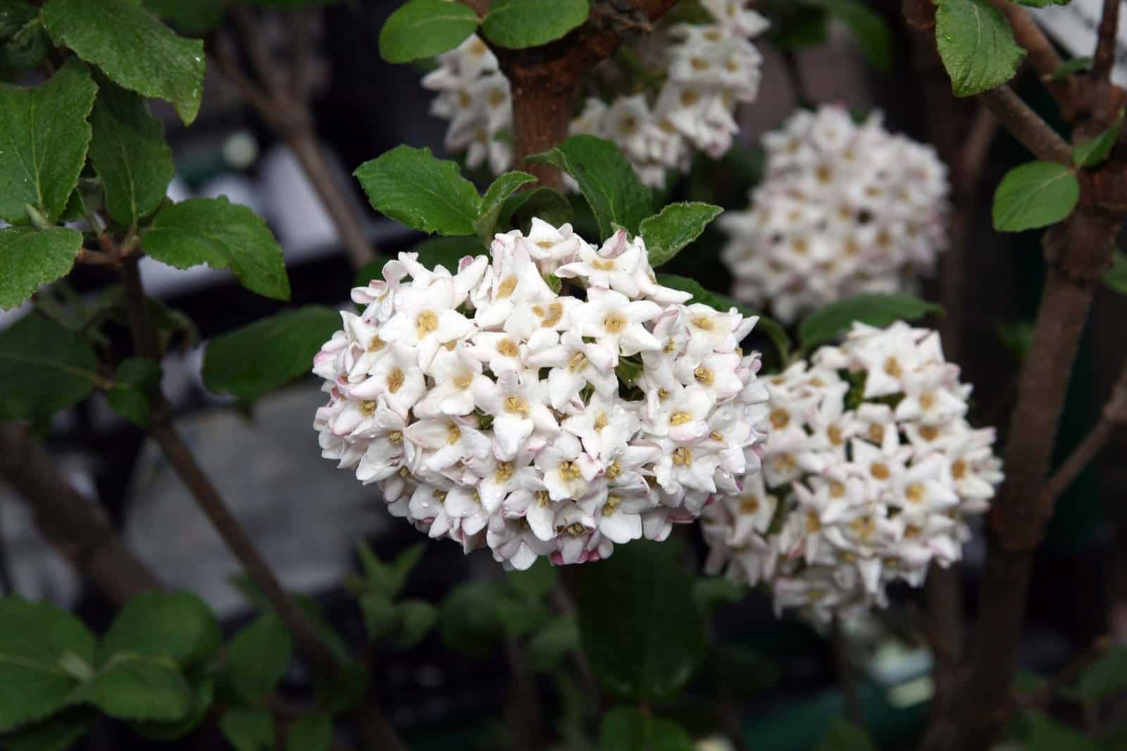 VIBURNUM carlcephalum / Viorne carlcephalum - Photo 2