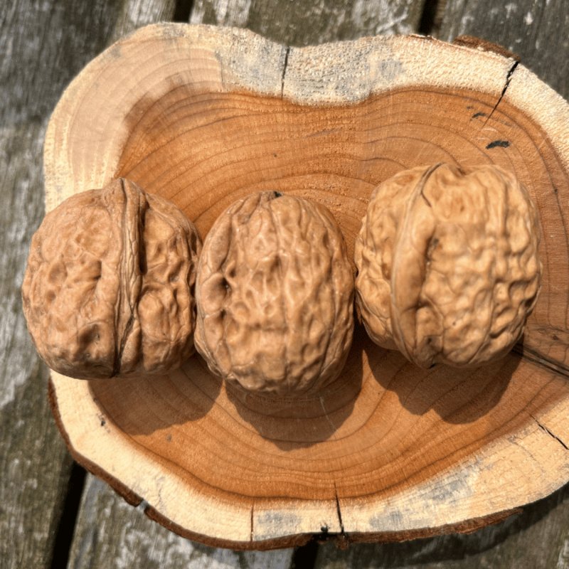 JUGLANS REGIA 'FERNOR' / Noyer commun 'Fernor' - Photo 1