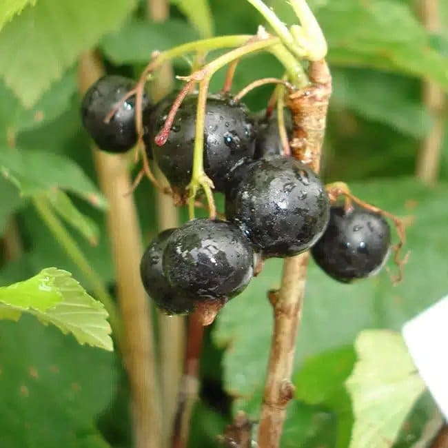 CASSISSIER 'Andega' - ribes nigrum - Photo 1