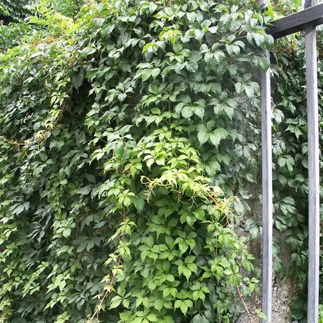 Vigne vierge ‘Murorum’ - parthenocissus quinquefolia muralis - Photo 3