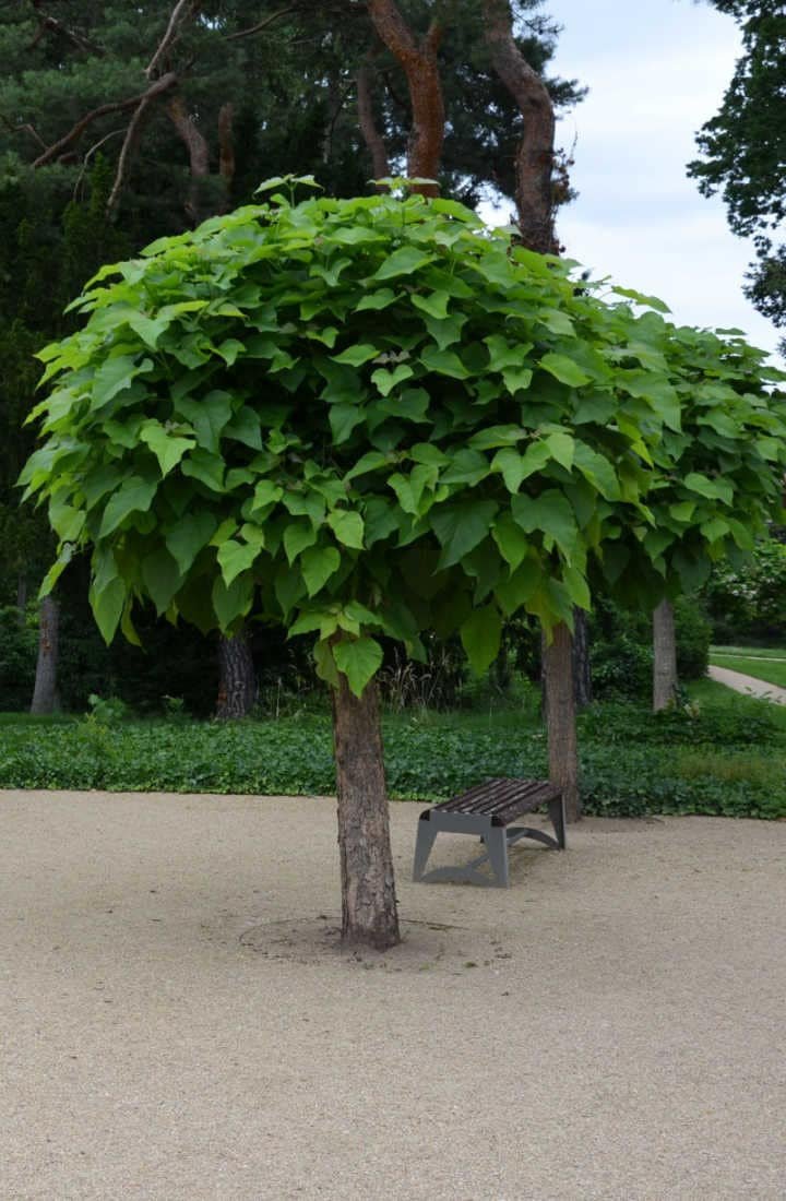 CATALPA bignonioïdes ‘Nana’ / Catalpa Boule 'Nana' - Photo 2