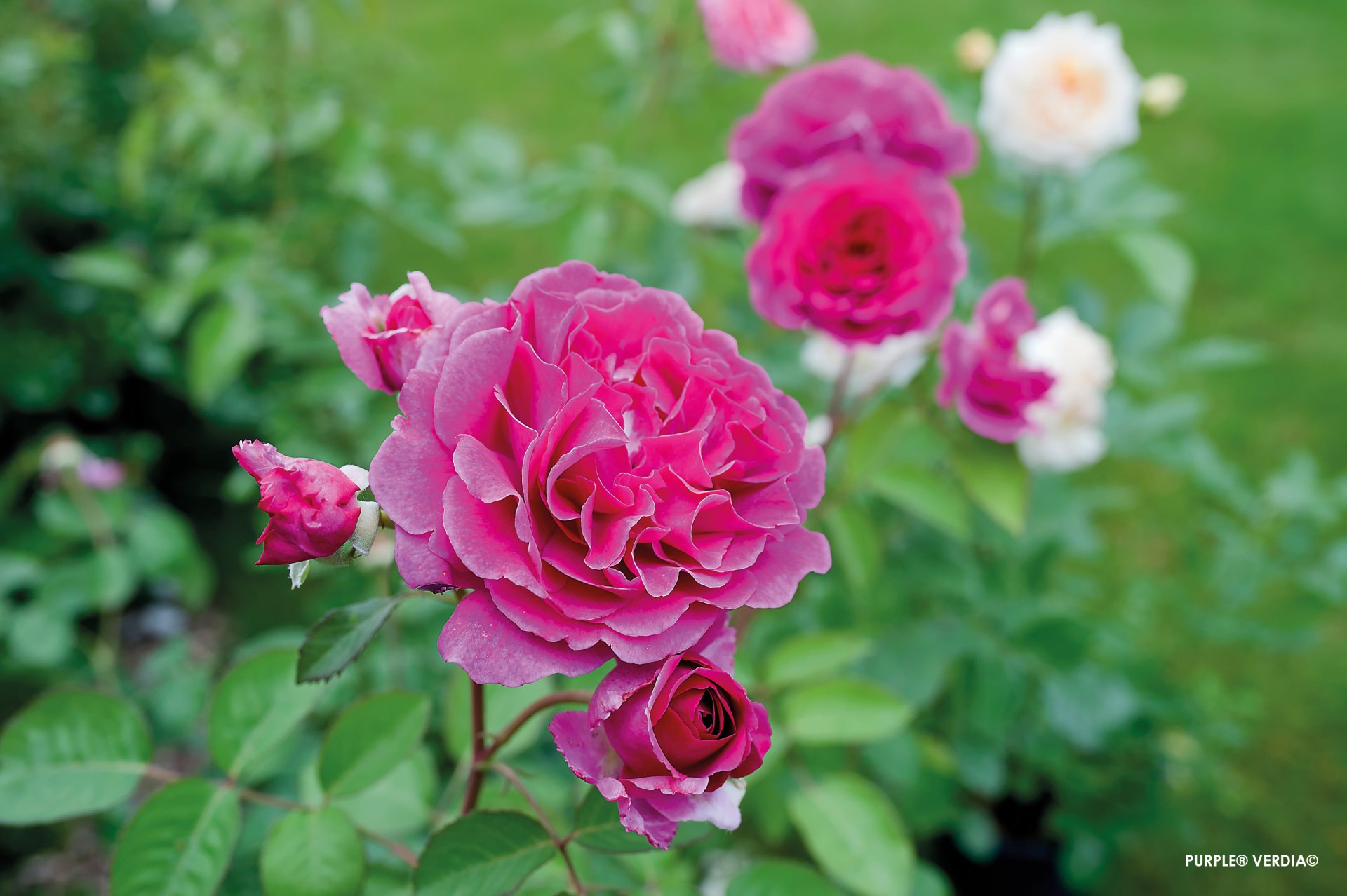 ROSIER buisson 'Purple voluptia' - Photo 3