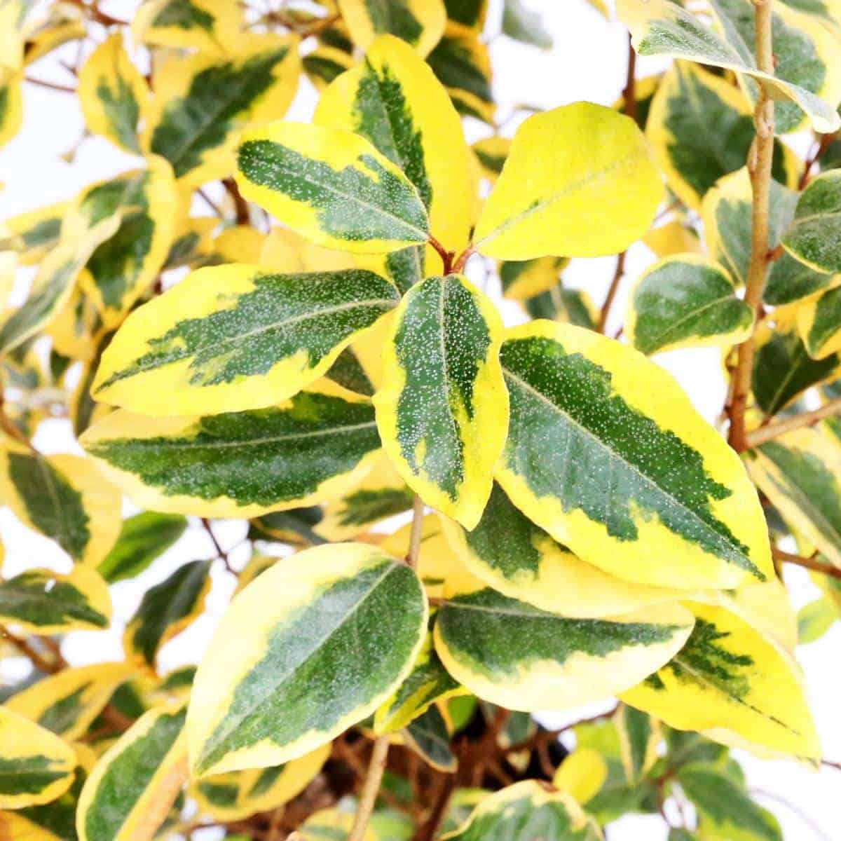 ELAEAGNUS x ebbingeii ‘Gilt Edge’ / Chalef 'Gilt Edge' - Photo 1