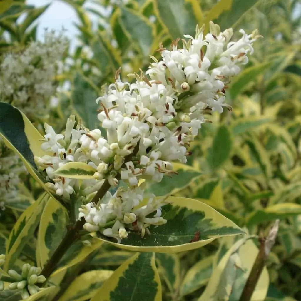 LIGUSTRUM ovalifolium ‘Aureum’ / Troène panaché