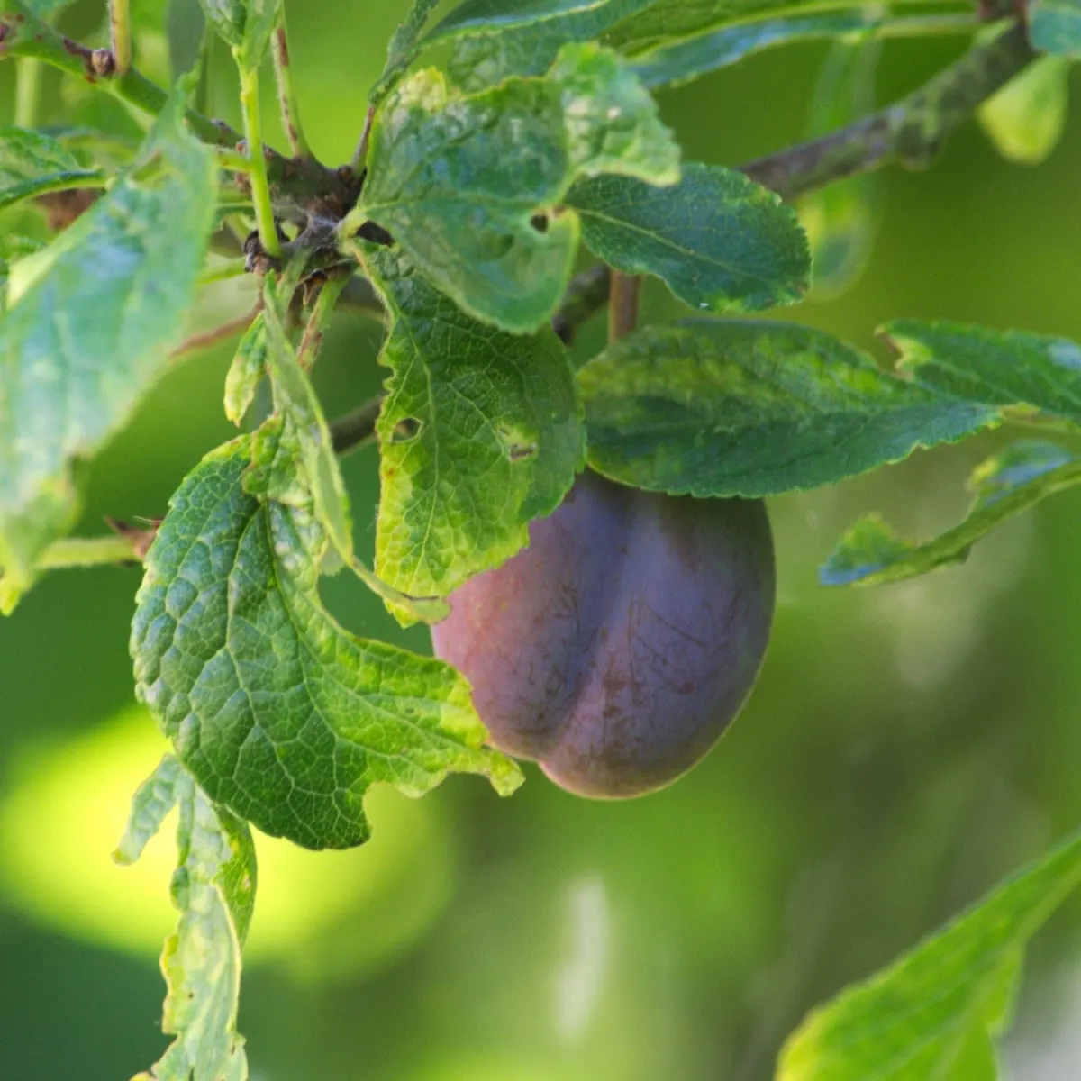 Prunus domestica 'Quetsche d’Alsace' / Prunier Quetsche d'Alsace - Photo 2