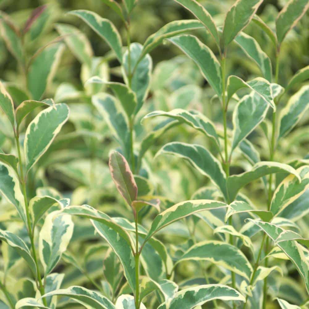 LIGUSTRUM lucidum ‘Tricolor’ / Troène du Japon panaché - Photo 1