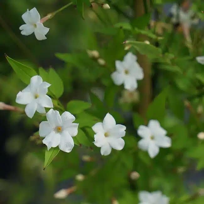 Jasmin officinal 'Affine' - jasminum officinalis - Photo 2