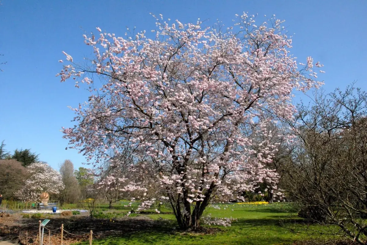PRUNUS 'Accolade' / Cerisier du Japon 'Accolade' - Photo 3