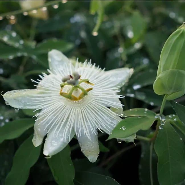 Passiflore Riverside® 'Snow Queen' - passiflora - Photo 3