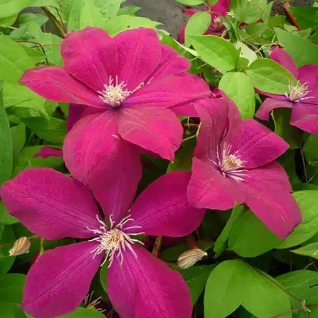 Clématite 'Rouge Cardinal' - clematis - Photo 3