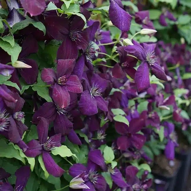 CLEMATIS viticella 'Dark Eyes' - Clématite 'Dark Eyes' - Photo 3
