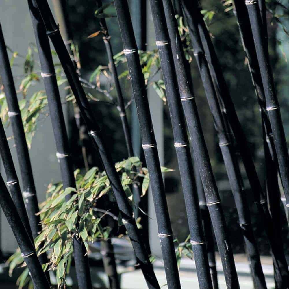 Phyllostachys nigra / Bambou noir - Photo 2