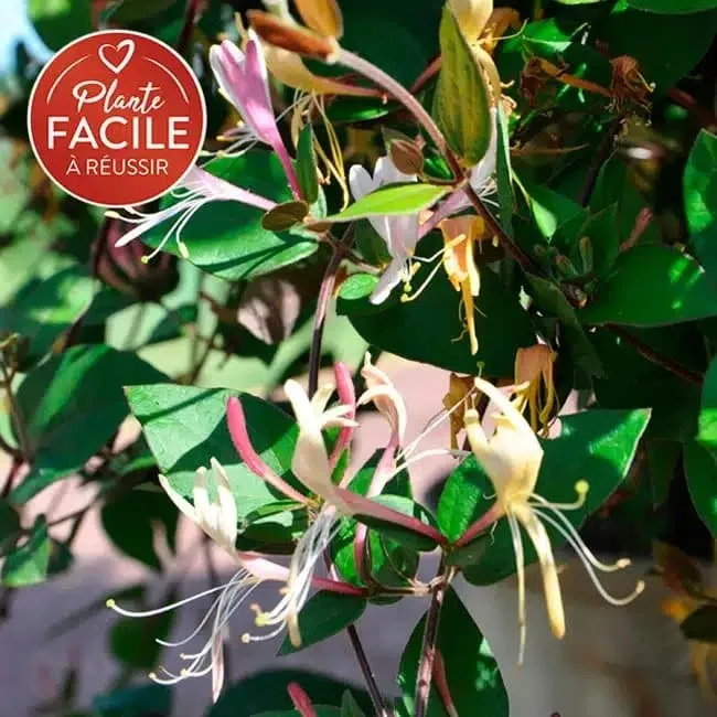 LONICERA chinensis - Chèvrefeuille du Japon ‘Chinensis’