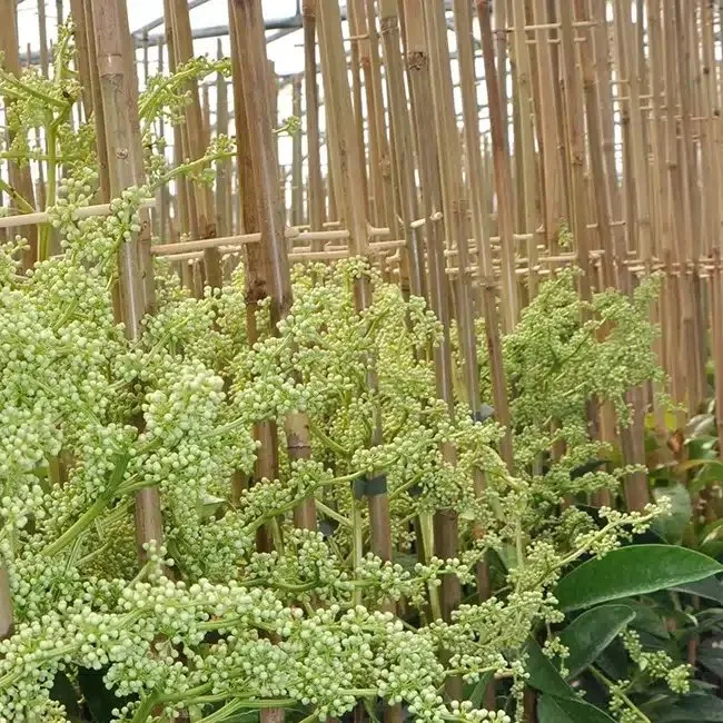 Pileostegia viburnoides - Fausse Viorne