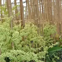 Pileostegia viburnoides - Fausse Viorne - Photo 1