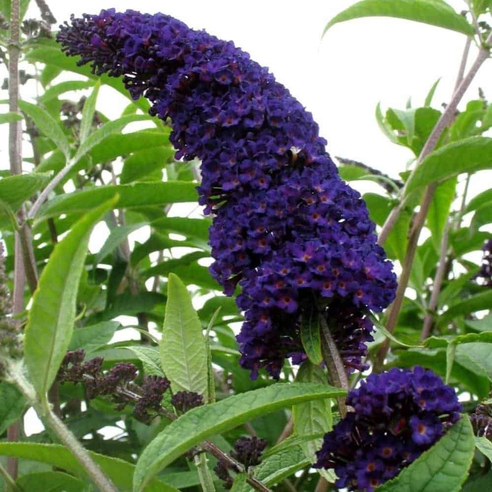 BUDDLEJA davidii ‘Black Knight’ / Arbre aux papillons 'violet' - Photo 2