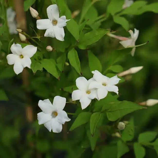 Jasmin officinal 'Affine' - jasminum officinalis - Photo 3