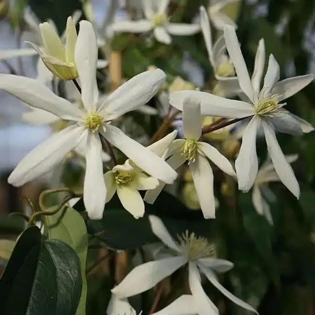 Clématite Armandii 'Snowdrift' - clematis
