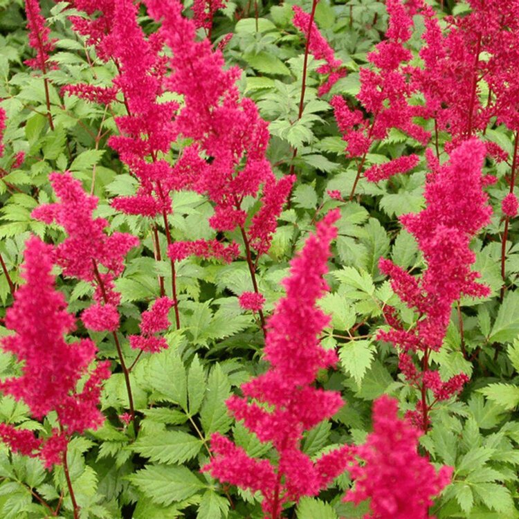 ASTILBE (A) 'FANAL' / Fausse spirée - Photo 1