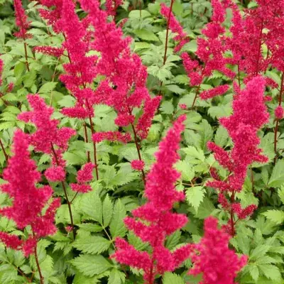 ASTILBE (A) 'FANAL' / Fausse spirée - Photo 1