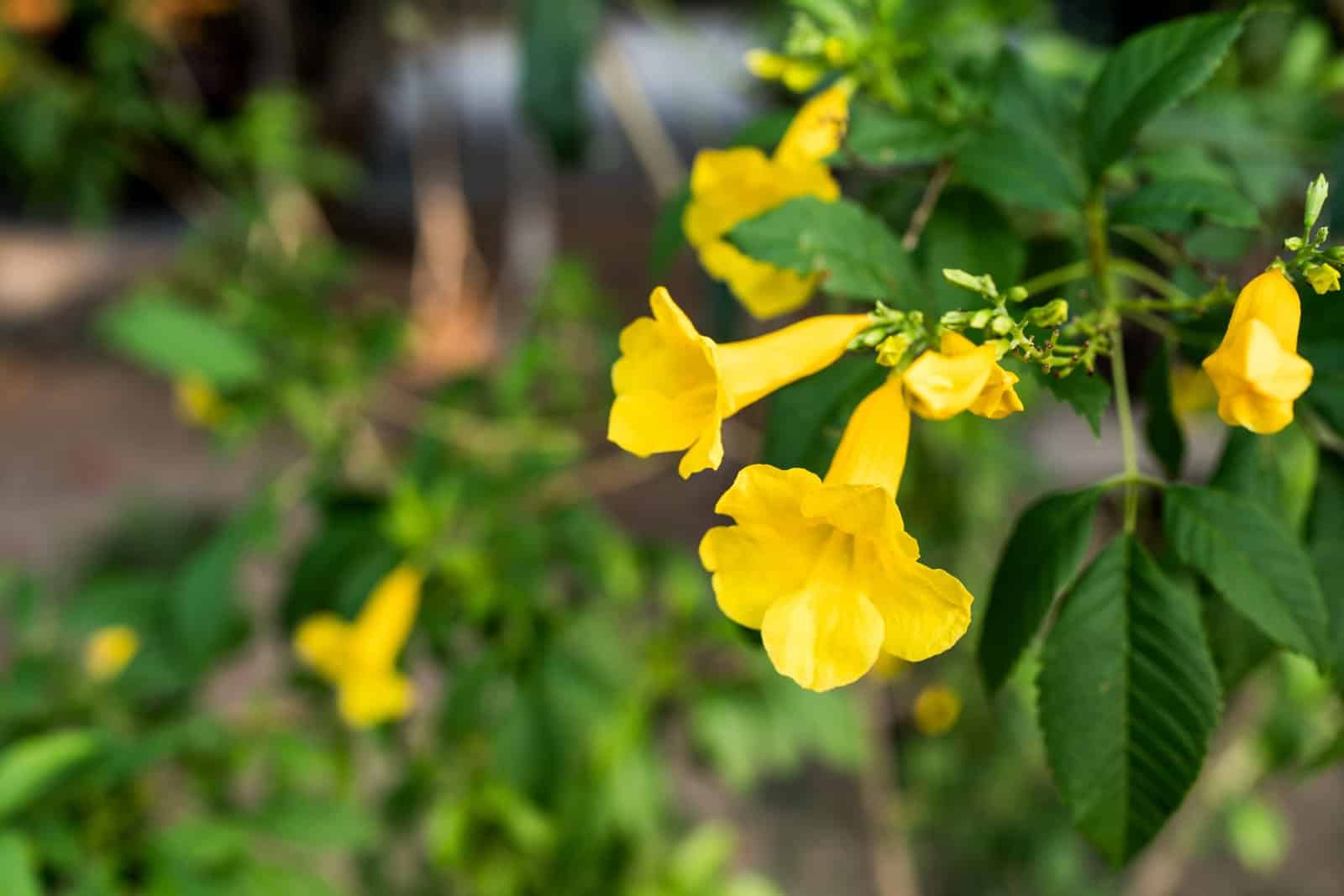 BIGNONE Trompette de Virginie 'Yellow Trumpet' / CAMPSIS x radicans ‘Yellow Trumpet’ - Photo 1