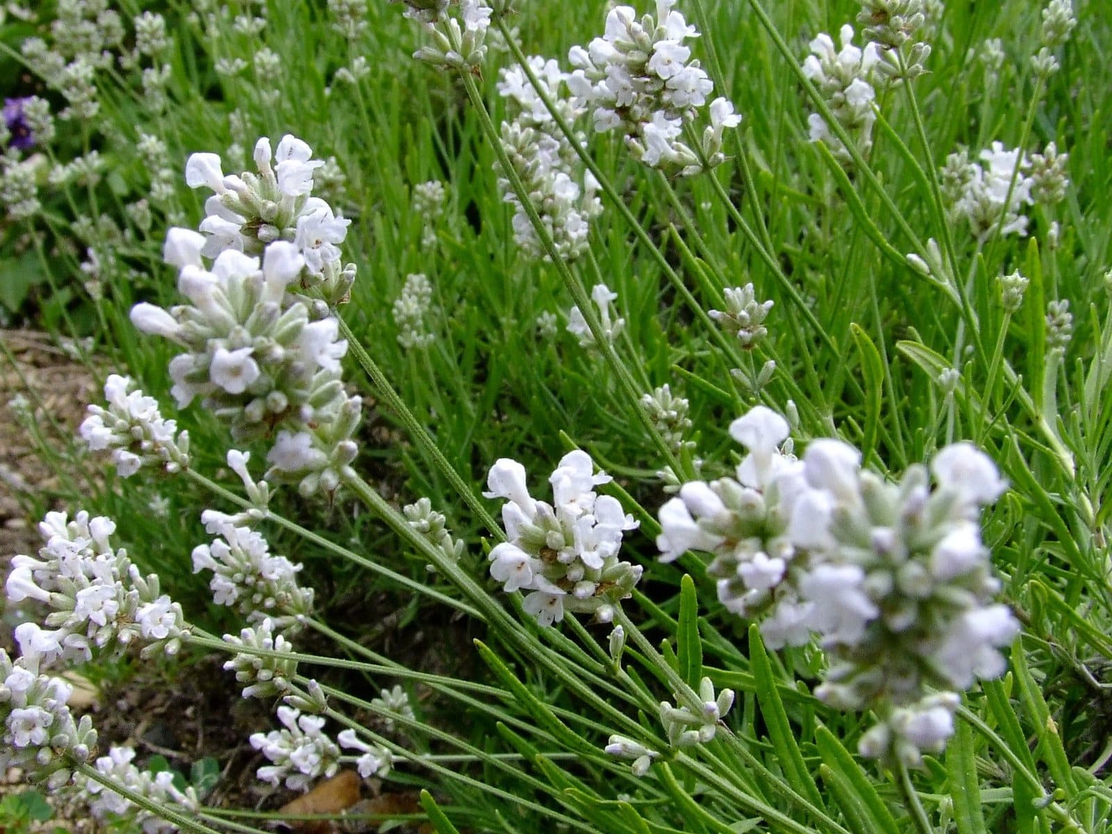 LAVANDULA angustifolia ‘Alba’ / Lavande blanche - Photo 2