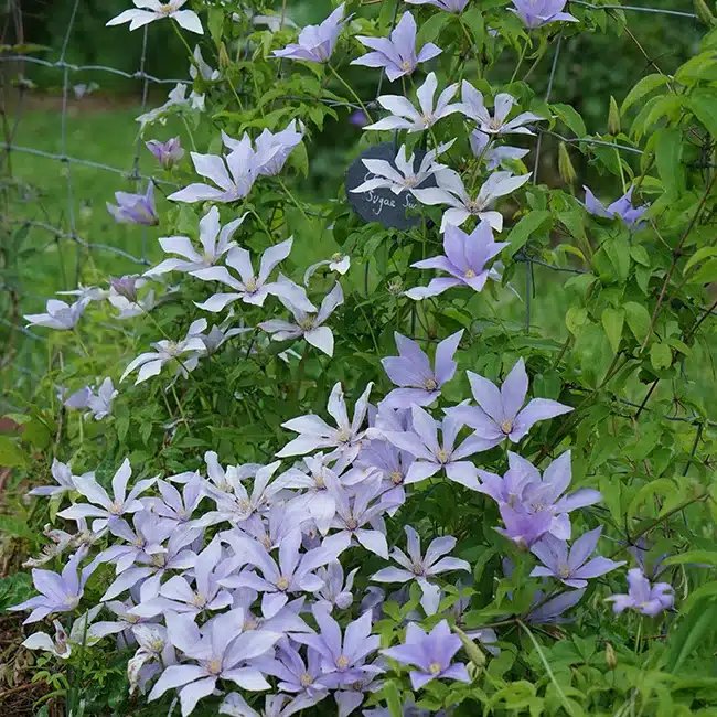 Clématite 'Sugar Sweet®' ('Scented Clem') - Photo 3